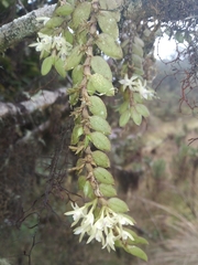 Fernandezia gracillima