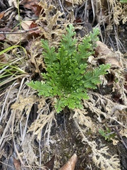 Selaginella lepidophylla