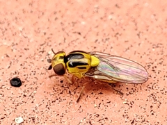 Thaumatomyia