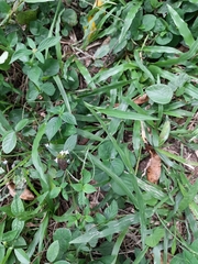 Tracheophyta
