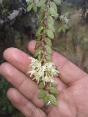 Fernandezia gracillima