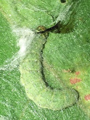 Urapteroides astheniata