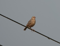 Mirafra assamica