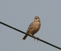 Mirafra assamica