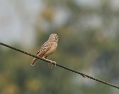 Mirafra assamica