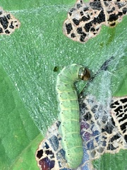 Urapteroides astheniata