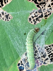 Urapteroides astheniata