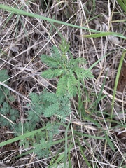 Desmanthus leptolobus