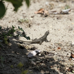Sceloporus occidentalis