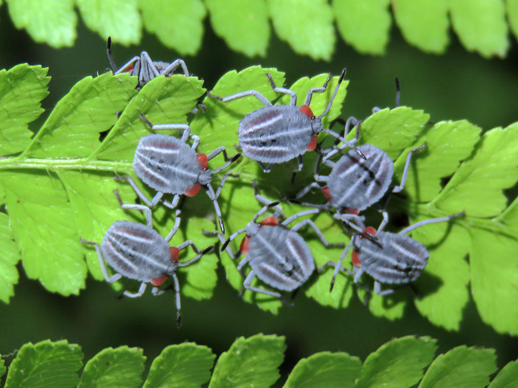 Lychee Stink Bug from 306台灣新竹縣關西鎮竹28鄉道35號 on April 29, 2022 at 09:17 AM ...