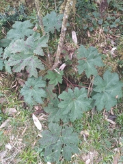 Gunnera margaretae