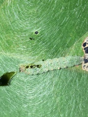 Urapteroides astheniata