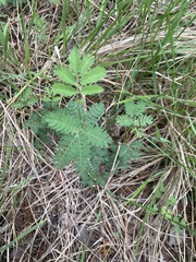 Desmanthus leptolobus