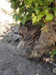 Sceloporus occidentalis