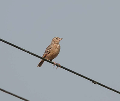 Mirafra assamica