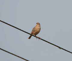 Mirafra assamica
