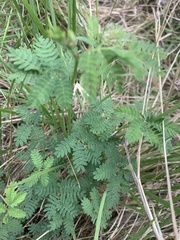 Desmanthus leptolobus