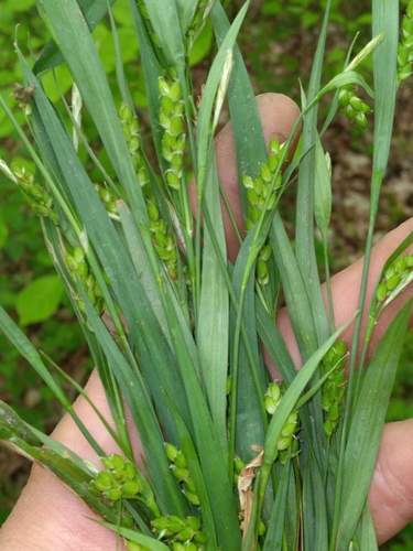 Lazy Sedge (Carex pigra)