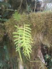 Pleopeltis buchtienii