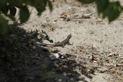 Sceloporus occidentalis