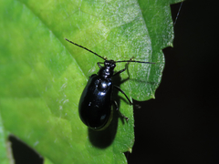 Arthrotus abdominalis