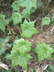 Hydrocotyle peruviana