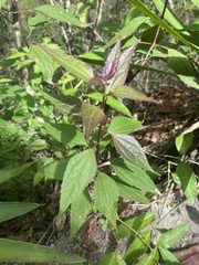 Eupatorieae