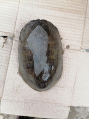 Kinosternon herrerai