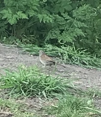 Prunella modularis occidentalis