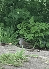 Prunella modularis occidentalis