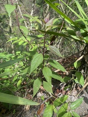 Eupatorieae