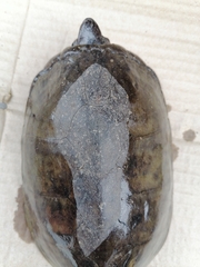 Kinosternon herrerai