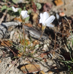 Oxalis polyphylla polyphylla