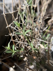 Galium wrightii