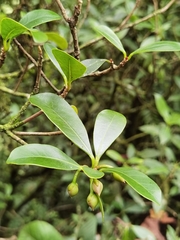 Ternstroemia tepezapote