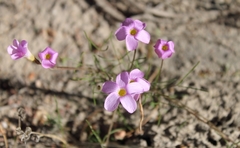 Oxalis polyphylla polyphylla