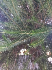 Melaleuca subulata