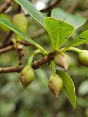 Ternstroemia tepezapote