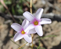 Oxalis polyphylla polyphylla