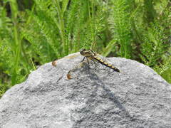 Orthetrum lineostigma