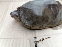 Kinosternon herrerai