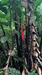 Heliconia pogonantha