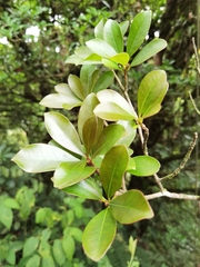Ternstroemia tepezapote