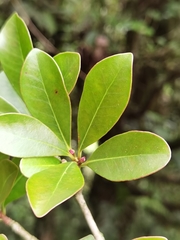 Ternstroemia tepezapote
