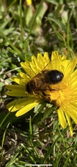 Andrena clarkella