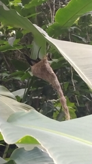 Phaethornis anthophilus