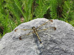 Orthetrum lineostigma