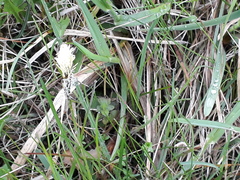 Carex ericetorum