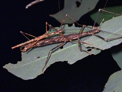 Asceles
