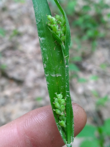 Image of Carex kraliana by (c) Scott Ward, some rights reserved (CC BY)
